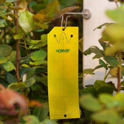 Horiver - Gula klibbiga fällor